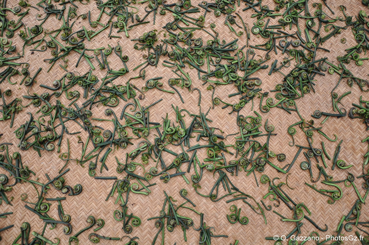Herbes en train de secher / Népal